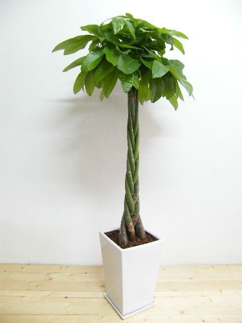 観葉植物